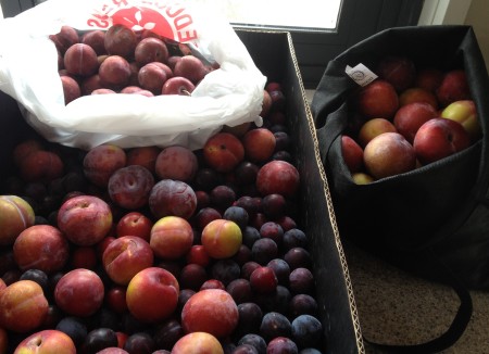 kitchen full of plums