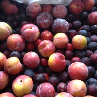 What to do with a glut of...plums