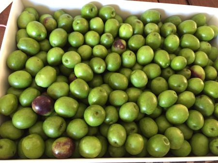 raw olives